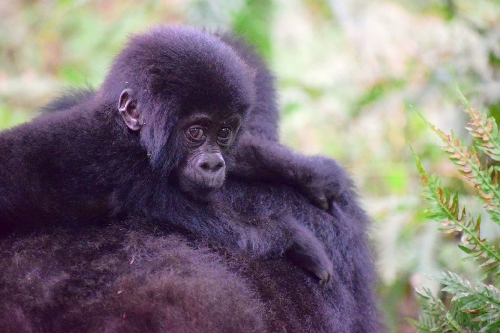 A Gorilla Story and the Kwita Izina