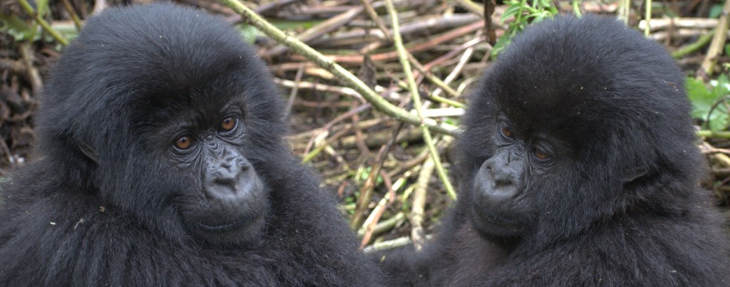 two baby mountain gorillas sitting together