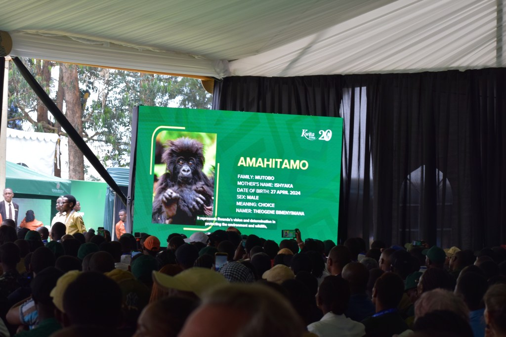 Baby being named at the Kwita Izina