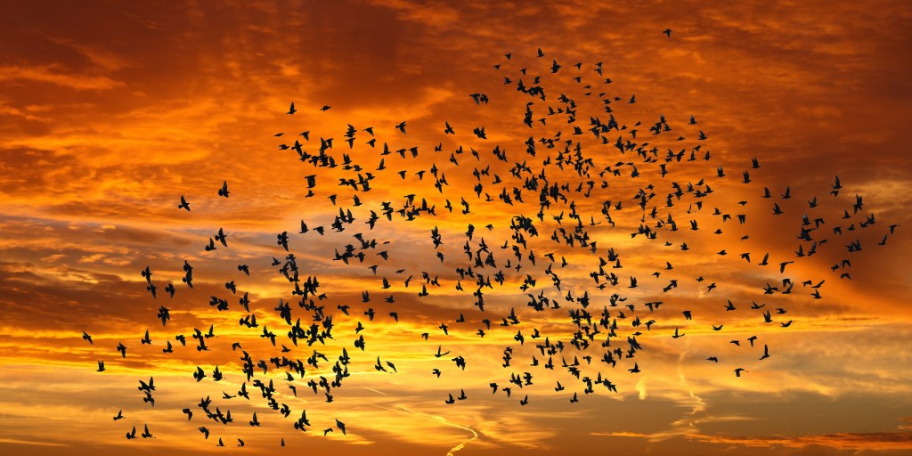 The Silence of Birds
