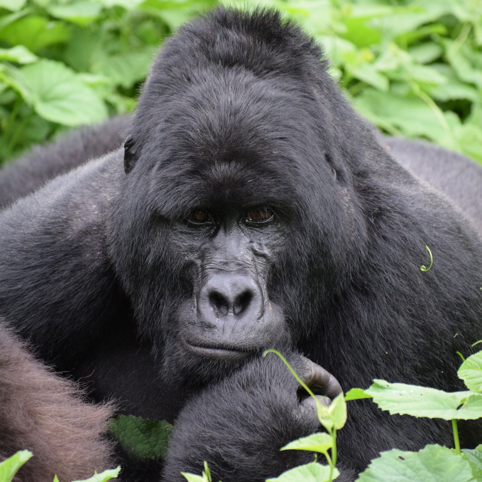 Mountain gorilla silverback