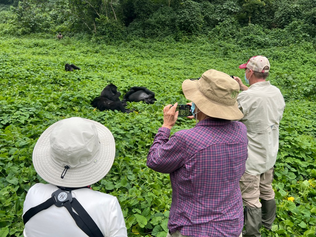 tourists viewing mountain gorillas
